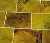 CODE 14: Squared plates, Mint, Nature